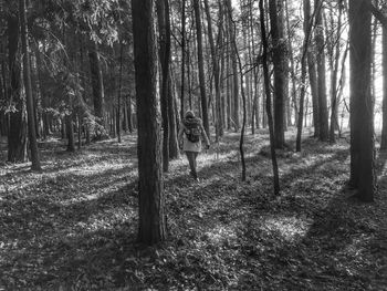 Trees in forest