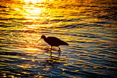 Bird on a lake