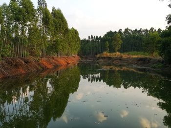 Reflection of trees in lake against sky