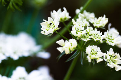 Close-up of white flowering plant