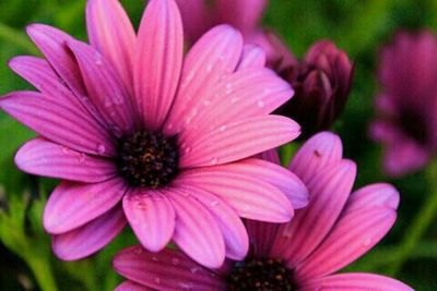 Close-up of pink flower