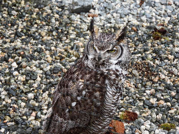 High angle view of bird on rock