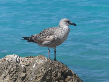 Seagull perching on rock