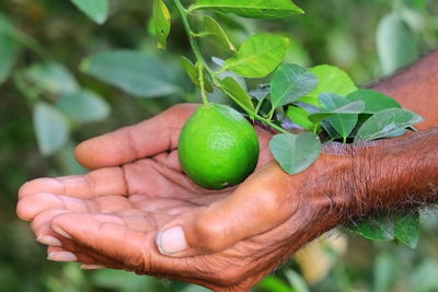 Cropped image of hand holding fruit