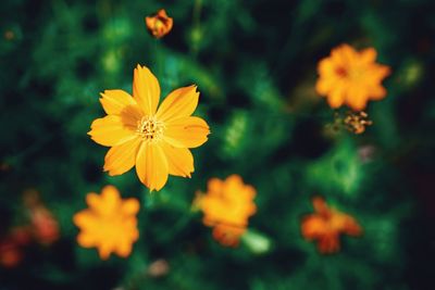 Close-up of yellow cosmos flowers blooming outdoors