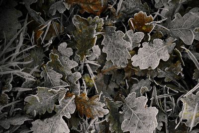 High angle view of frozen leaves during winter