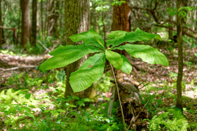 plant