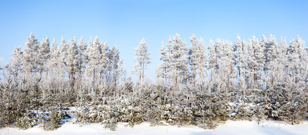 Snow covered trees on field against sky