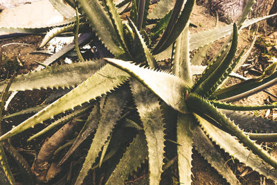 High angle view of spiked plants