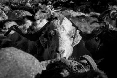 Close-up black and white portrait of a goat