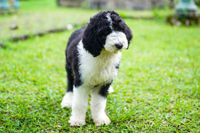 Portrait of dog standing on field