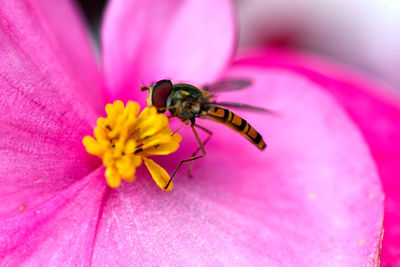 Close-up of bee pollinating on pink flower