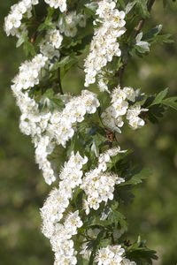 Close-up of white cherry blossom tree