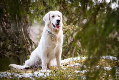 Portrait of golden retriever yawning