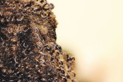 Close-up of crab over white background