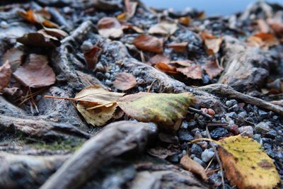 Surface level of dry leaves on field
