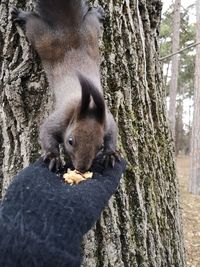 Close-up of squirrel on tree trunk