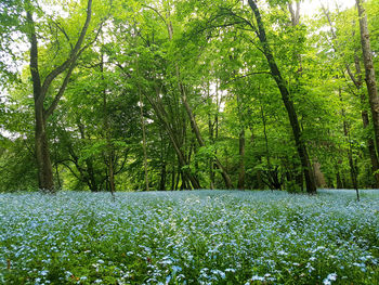 Scenic view of trees and plants growing on field