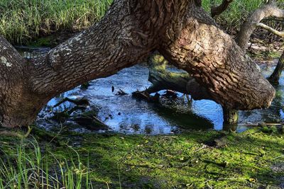 Tree trunk on field