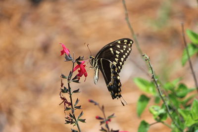 Butterfly on flower