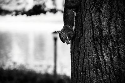 Close-up of squirrel on tree trunk
