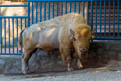 Lion standing in zoo