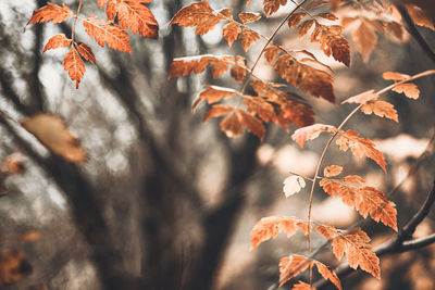 Autumn scene with orange leaves and blurred brown branches