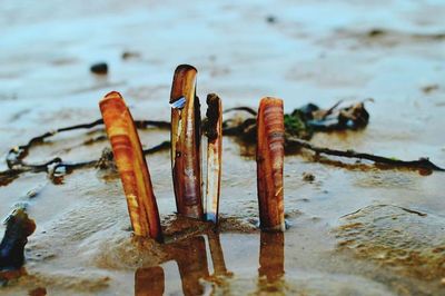 Close-up of wooden plank