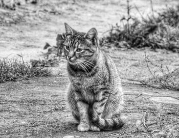 Portrait of a cat sitting on field