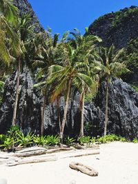 Palm trees by plants against sky