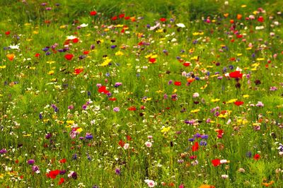 Red poppy flowers in field
