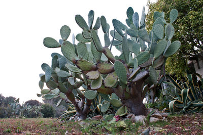 Close-up of succulent plant growing on field against sky