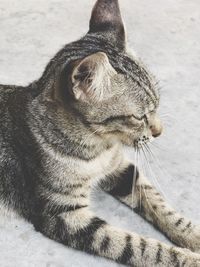 Close-up of a cat