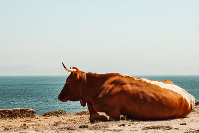 View of a cow on the beach