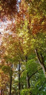 Low angle view of trees in forest during autumn