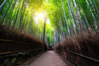 Footpath amidst trees in forest