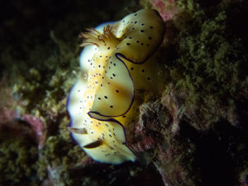 Close-up of yellow underwater
