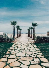 Surface level of palm trees against sky