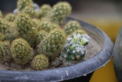 Close-up of potted cactus plant