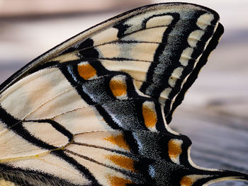 Close-up of butterfly