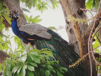 Low angle view of peacock perching on tree