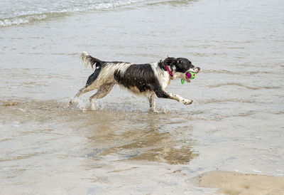 Dog running on wet sand at beach