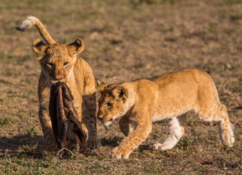 Lioness hunting on field