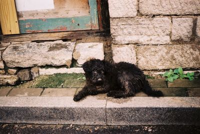 Dog on brick wall