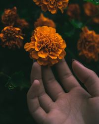 Cropped image of hand touching orange flower