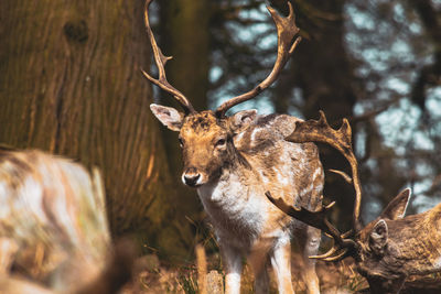 Deer in a forest