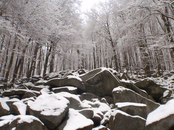 Close-up of snow covered trees in forest