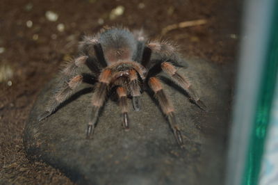 Close-up of spider