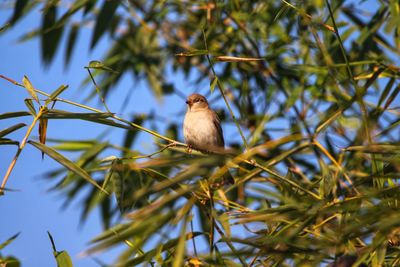 Low angle view of bird perching on branch