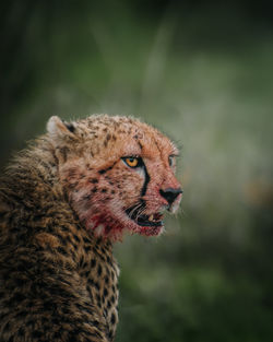 Close-up of cheetah cub 